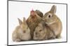 Partridge Pekin Bantam with Sandy Netherland Dwarf-Cross Rabbit, and Baby Lionhead Cross Rabbits-Mark Taylor-Mounted Photographic Print