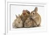 Partridge Pekin Bantam with Sandy Netherland Dwarf-Cross Rabbit, and Baby Lionhead Cross Rabbits-Mark Taylor-Framed Photographic Print