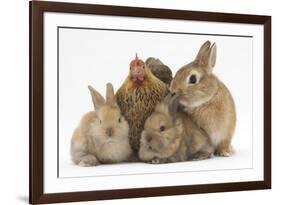 Partridge Pekin Bantam with Sandy Netherland Dwarf-Cross Rabbit, and Baby Lionhead Cross Rabbits-Mark Taylor-Framed Photographic Print