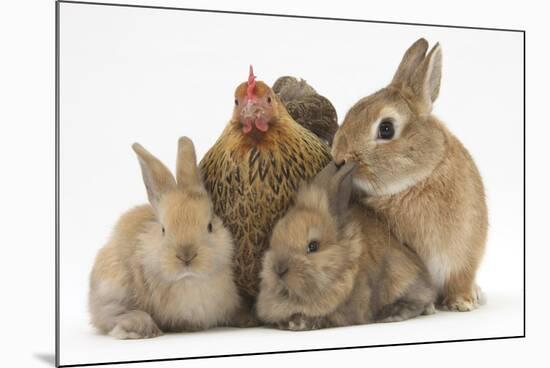 Partridge Pekin Bantam with Sandy Netherland Dwarf-Cross Rabbit, and Baby Lionhead Cross Rabbits-Mark Taylor-Mounted Photographic Print