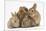 Partridge Pekin Bantam with Sandy Netherland Dwarf-Cross Rabbit, and Baby Lionhead Cross Rabbits-Mark Taylor-Mounted Photographic Print