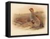 Partridge (Perdix cinerea), 1900, (1900)-Charles Whymper-Framed Stretched Canvas
