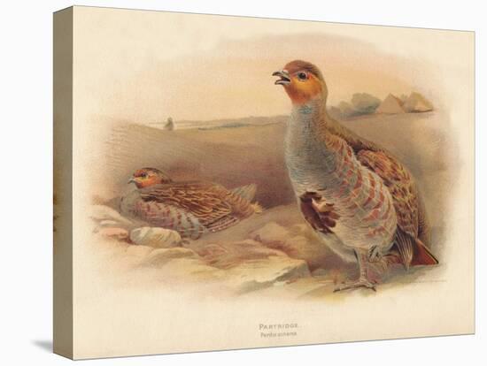 Partridge (Perdix cinerea), 1900, (1900)-Charles Whymper-Stretched Canvas