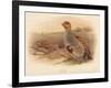 Partridge (Perdix cinerea), 1900, (1900)-Charles Whymper-Framed Giclee Print