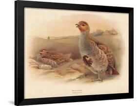 Partridge (Perdix cinerea), 1900, (1900)-Charles Whymper-Framed Giclee Print