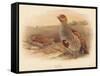 Partridge (Perdix cinerea), 1900, (1900)-Charles Whymper-Framed Stretched Canvas