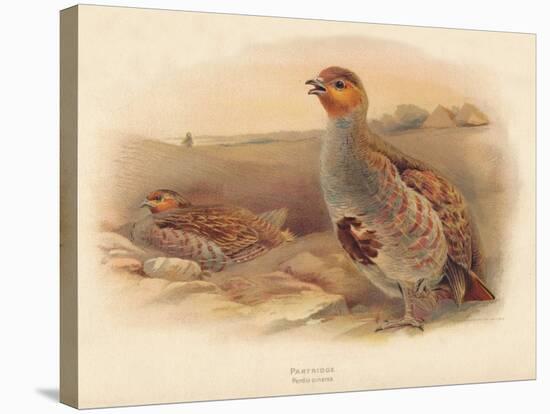 Partridge (Perdix cinerea), 1900, (1900)-Charles Whymper-Stretched Canvas