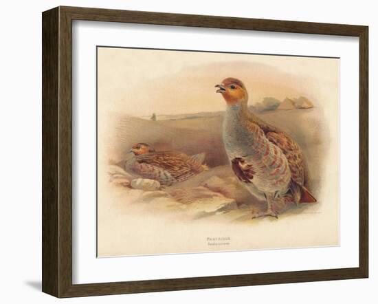 Partridge (Perdix cinerea), 1900, (1900)-Charles Whymper-Framed Giclee Print