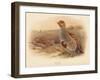 Partridge (Perdix cinerea), 1900, (1900)-Charles Whymper-Framed Giclee Print