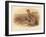 Partridge (Perdix cinerea), 1900, (1900)-Charles Whymper-Framed Giclee Print