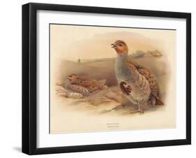 Partridge (Perdix cinerea), 1900, (1900)-Charles Whymper-Framed Giclee Print