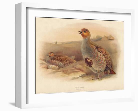 Partridge (Perdix cinerea), 1900, (1900)-Charles Whymper-Framed Giclee Print