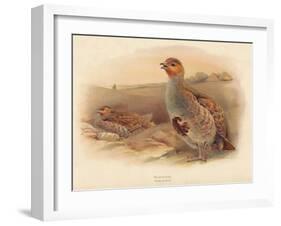 Partridge (Perdix cinerea), 1900, (1900)-Charles Whymper-Framed Giclee Print