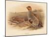 Partridge (Perdix cinerea), 1900, (1900)-Charles Whymper-Mounted Giclee Print