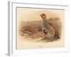 Partridge (Perdix cinerea), 1900, (1900)-Charles Whymper-Framed Giclee Print