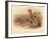 Partridge (Perdix cinerea), 1900, (1900)-Charles Whymper-Framed Giclee Print