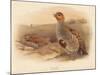 Partridge (Perdix cinerea), 1900, (1900)-Charles Whymper-Mounted Giclee Print