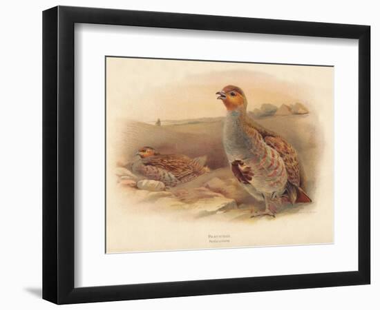 Partridge (Perdix cinerea), 1900, (1900)-Charles Whymper-Framed Giclee Print