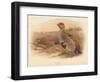 Partridge (Perdix cinerea), 1900, (1900)-Charles Whymper-Framed Giclee Print