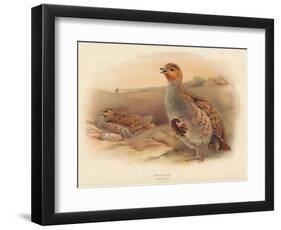 Partridge (Perdix cinerea), 1900, (1900)-Charles Whymper-Framed Giclee Print