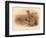 Partridge (Perdix cinerea), 1900, (1900)-Charles Whymper-Framed Giclee Print