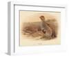 Partridge (Perdix cinerea), 1900, (1900)-Charles Whymper-Framed Giclee Print