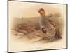 Partridge (Perdix cinerea), 1900, (1900)-Charles Whymper-Mounted Giclee Print