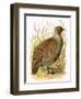 Partridge-English-Framed Premium Giclee Print