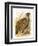 Partridge-English-Framed Premium Giclee Print