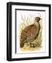 Partridge-English-Framed Premium Giclee Print