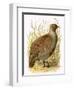 Partridge-English-Framed Premium Giclee Print