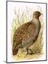 Partridge-English-Mounted Premium Giclee Print