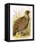 Partridge-English-Framed Stretched Canvas