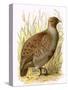 Partridge-English-Stretched Canvas