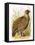 Partridge-English-Framed Stretched Canvas