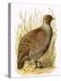 Partridge-English-Stretched Canvas