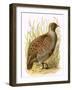 Partridge-English-Framed Giclee Print