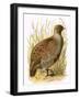 Partridge-English-Framed Giclee Print