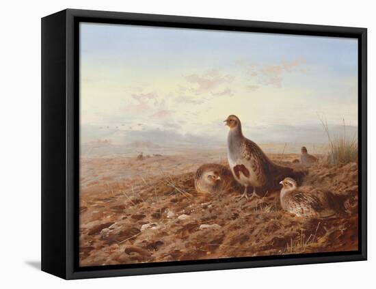 Partridges Amongst Stubble, 1900 watercolor-Archibald Thorburn-Framed Stretched Canvas