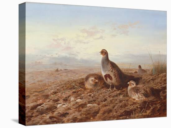 Partridges Amongst Stubble, 1900 watercolor-Archibald Thorburn-Stretched Canvas