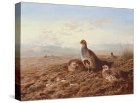 Partridges Amongst Stubble, 1900 watercolor-Archibald Thorburn-Stretched Canvas