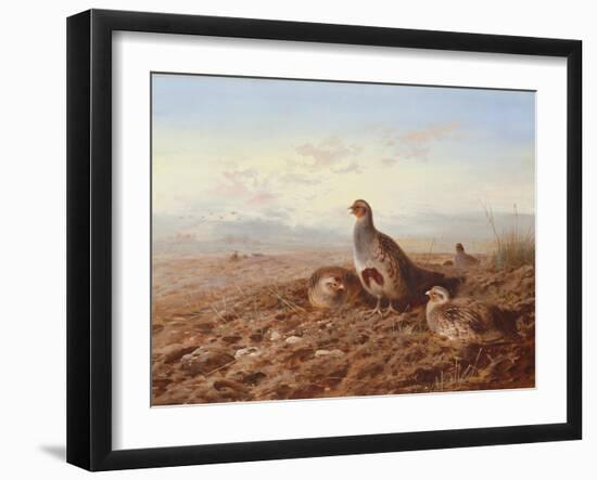 Partridges Amongst Stubble, 1900 watercolor-Archibald Thorburn-Framed Giclee Print