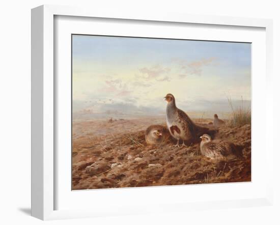 Partridges Amongst Stubble, 1900 watercolor-Archibald Thorburn-Framed Giclee Print