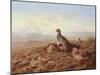 Partridges Amongst Stubble, 1900 watercolor-Archibald Thorburn-Mounted Giclee Print