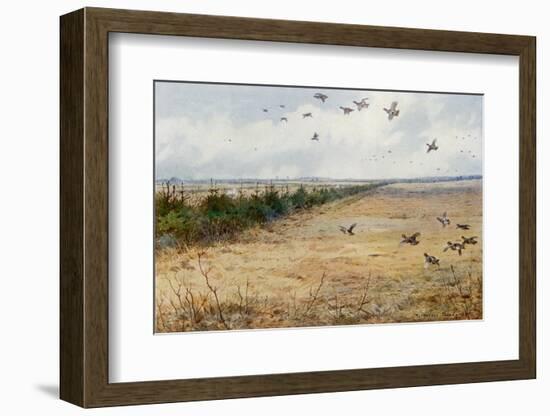 Partridges at Sandringham-Archibald Thorburn-Framed Photographic Print