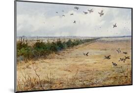 Partridges at Sandringham-Archibald Thorburn-Mounted Photographic Print