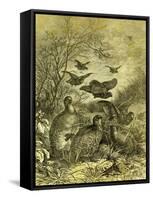 Partridges Austria 1891-null-Framed Stretched Canvas