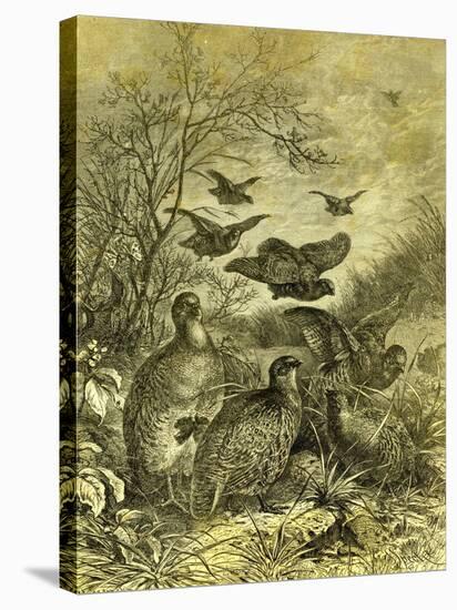 Partridges Austria 1891-null-Stretched Canvas