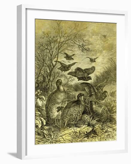 Partridges Austria 1891-null-Framed Giclee Print