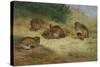 Partridges Basking-Archibald Thorburn-Stretched Canvas